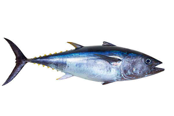 Fish Species of the Month: Bluefin Tuna