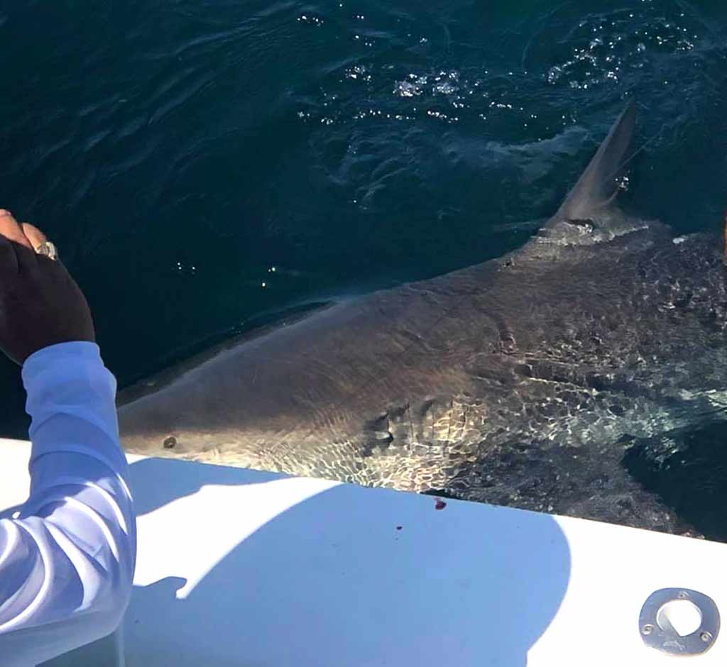Shark Fishing Tackle  LOUISIANA SHARK FISHING