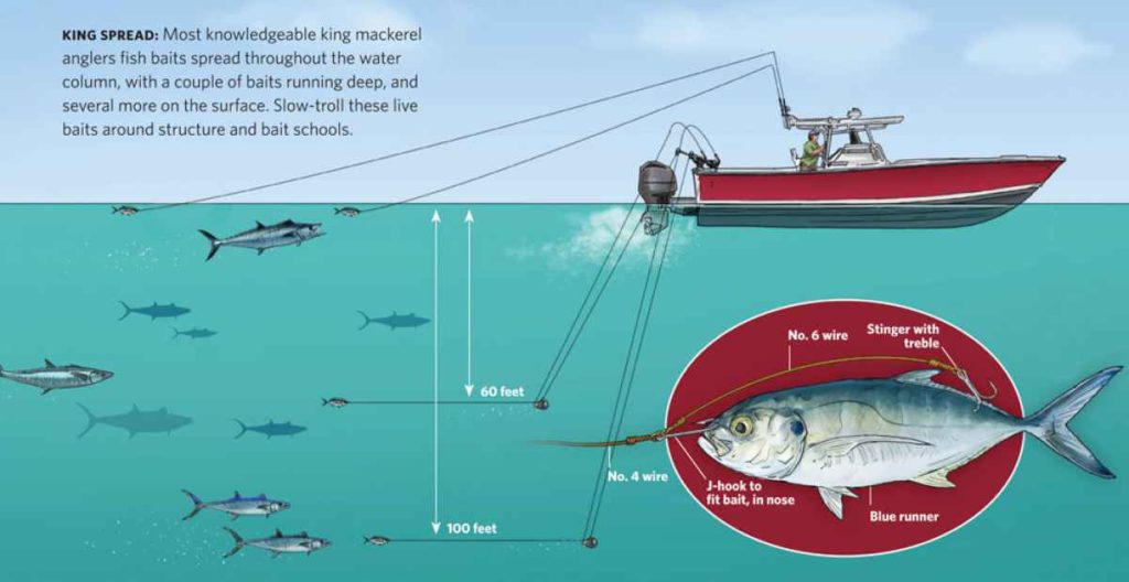 King Mackerel Fishing, Fish Destin, King Mackerel Facts